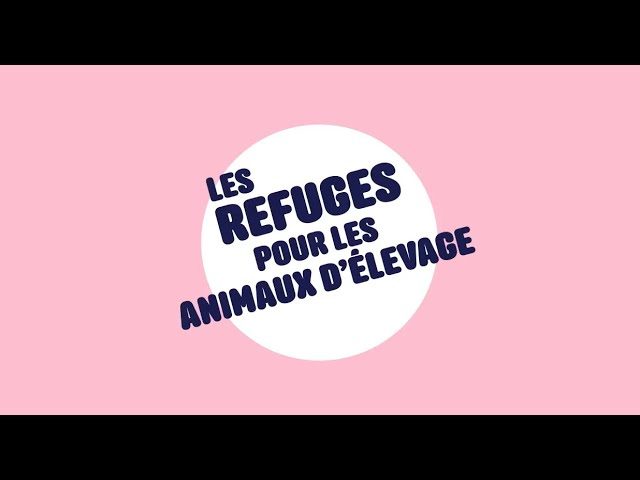 musique-video-les-refuges-pour-animaux.jpg